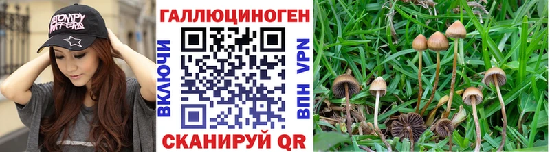 Псилоцибиновые грибы мицелий  Нестеров 